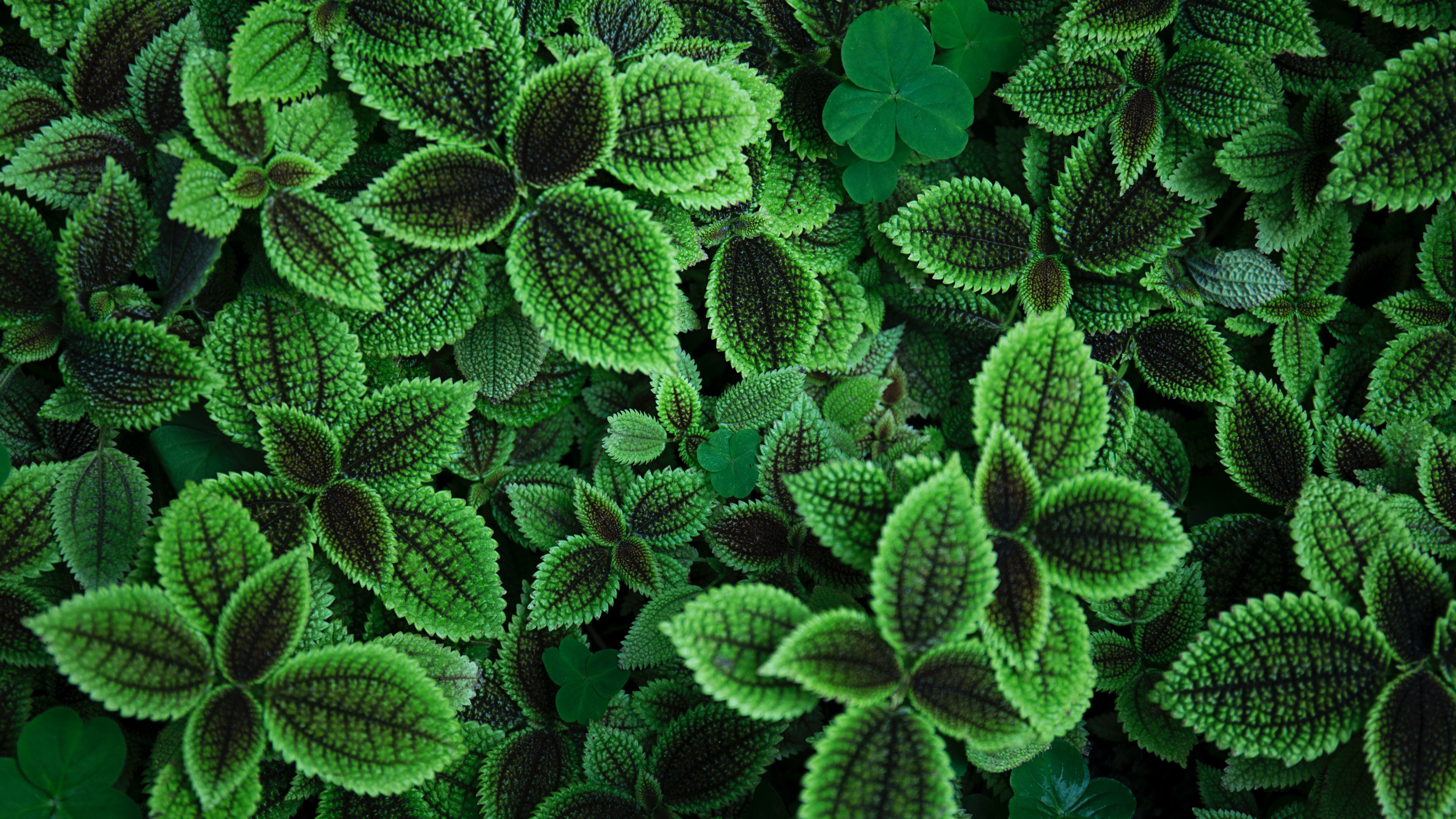 The impact of plant viruses on human health - dr. Richard Kormelink
